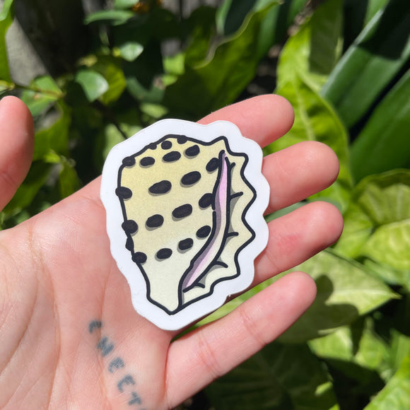 Mulberry Drupe - Sea Shell, Hawaii, Treasure