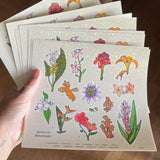 Garden Isle Botanicals Sticker Sheet - Hawaii Plants, Educational, Kawaii Flowers