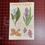 Turmeric & Ginger - Sticker Sheet, Holographic, Hawaii Plants, Kawaii Art