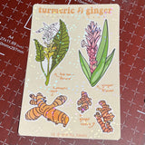 Turmeric & Ginger - Sticker Sheet, Holographic, Hawaii Plants, Kawaii Art